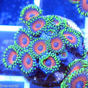 Nano Reef Tank Setup